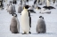 Picture of ANTARCTICA-WEDDELL SEA-SNOW HILL. EMPEROR PENGUINS ADULT WITH CHICKS.