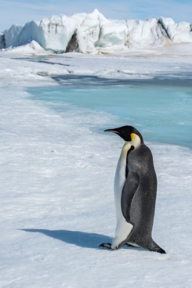 Picture of ANTARCTICA-WEDDELL SEA-SNOW HILL. EMPEROR PENGUIN