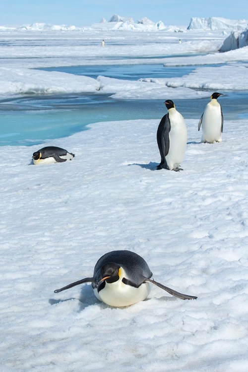 Picture of ANTARCTICA-WEDDELL SEA-SNOW HILL. EMPEROR PENGUINS TOBOGGINING.