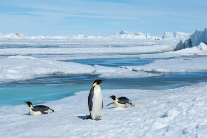 Picture of ANTARCTICA-WEDDELL SEA-SNOW HILL. EMPEROR PENGUINS