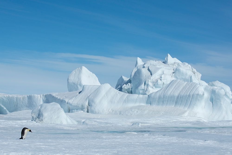 Picture of ANTARCTICA-WEDDELL SEA-SNOW HILL. EMPEROR PENGUIN WITH ICEBERG IN THE DISTANCE.