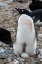 Picture of ANTARCTICA-VEGA ISLAND-AKA DEVIL ISLAND. NESTING COLONY OF ADELIE PENGUIN WITH 2 EGGS.