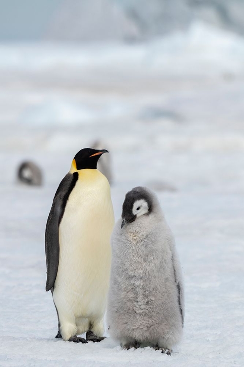 Picture of ANTARCTICA-WEDDELL SEA-SNOW HILL. EMPEROR PENGUINS