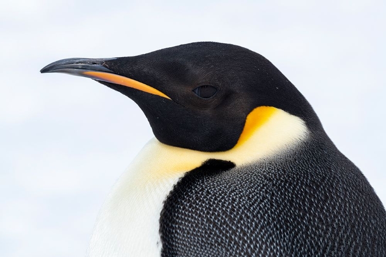 Picture of ANTARCTICA-WEDDELL SEA-SNOW HILL. EMPEROR PENGUINS HEAD DETAIL.