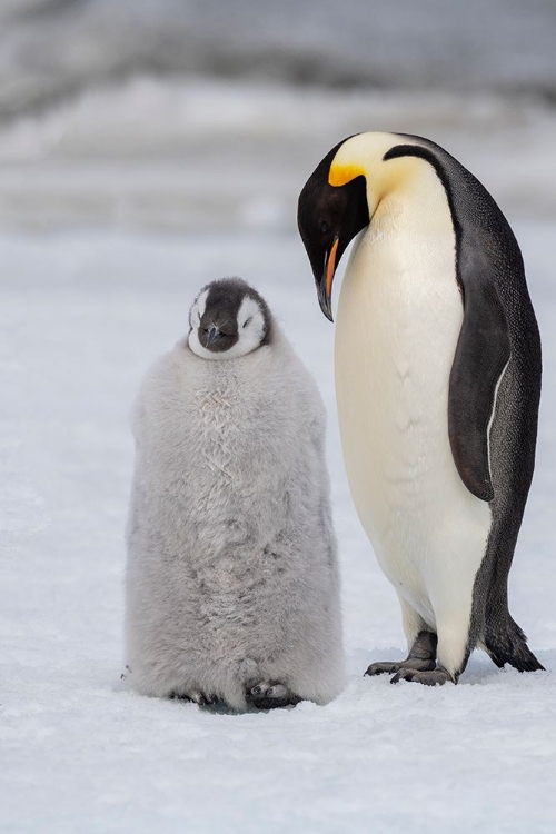 Picture of ANTARCTICA-WEDDELL SEA-SNOW HILL. EMPEROR PENGUINS CHICK WITH ADULT.