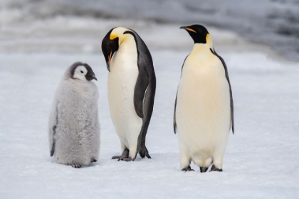 Picture of ANTARCTICA-WEDDELL SEA-SNOW HILL. EMPEROR PENGUINS CHICK WITH ADULT.