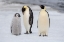 Picture of ANTARCTICA-WEDDELL SEA-SNOW HILL. EMPEROR PENGUINS CHICK WITH ADULT.