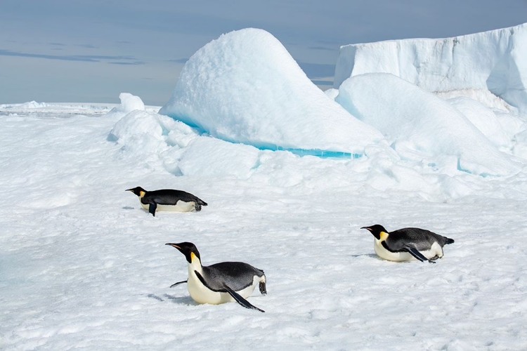 Picture of ANTARCTICA-WEDDELL SEA-SNOW HILL. EMPEROR PENGUINS TOBOGGINING.