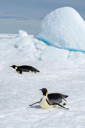 Picture of ANTARCTICA-WEDDELL SEA-SNOW HILL. EMPEROR PENGUINS TOBOGGINING.