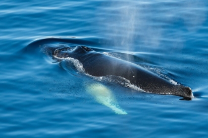 Picture of ANTARCTICA-WEDDELL SEA-GUSTAV CHANNEL. HUMPBACK WHALE IN CLEAR OCEAN