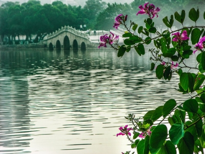 Picture of HONG KONG ORCHID TREE IN CHINESE GARDEN-HUIZHOU WEST LAKE-GUANGDONG PROVINCE-CHINA.