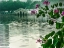 Picture of HONG KONG ORCHID TREE IN CHINESE GARDEN-HUIZHOU WEST LAKE-GUANGDONG PROVINCE-CHINA.