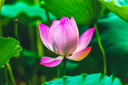Picture of PINK LOTUS BLOOMING-TEMPLE OF THE SUN-BEIJING-CHINA.