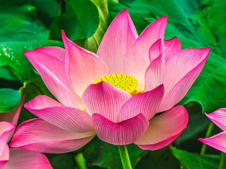 Picture of PINK LOTUS BLOOMING-HANGZHOU-CHINA. SACRED FLOWER IN BUDDHISM NATIVE TO CHINA