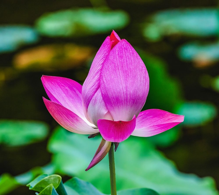 Picture of PINK LOTUS BLOOMING-TEMPLE OF THE SUN-BEIJING-CHINA.