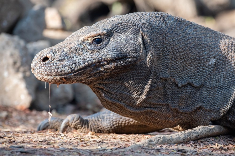 Picture of INDONESIA-KOMODO ISLAND-KOMODO NATIONAL PARK-LOH LIANG. KOMODO DRAGON