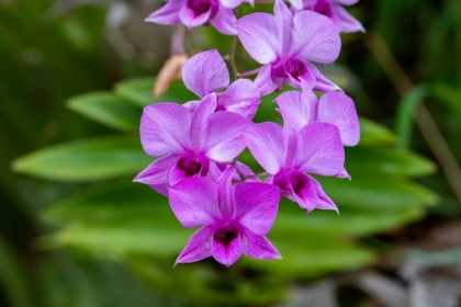 Picture of INDONESIA-BALI. ORCHID DETAIL.