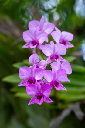 Picture of INDONESIA-BALI. ORCHID DETAIL.