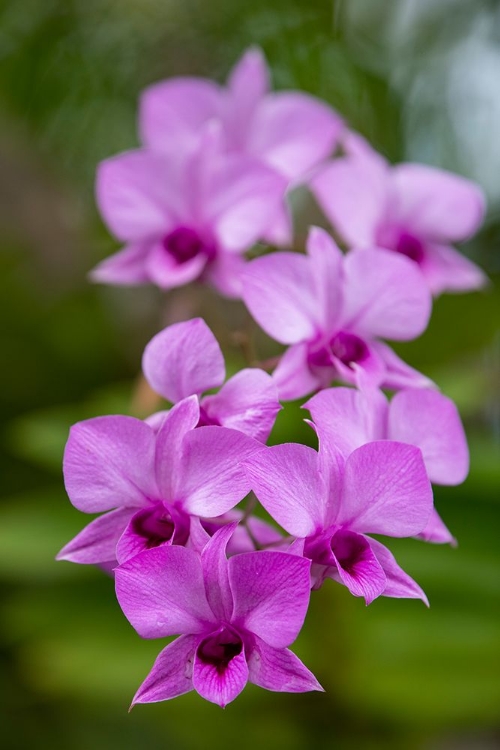 Picture of INDONESIA-BALI. ORCHID DETAIL.