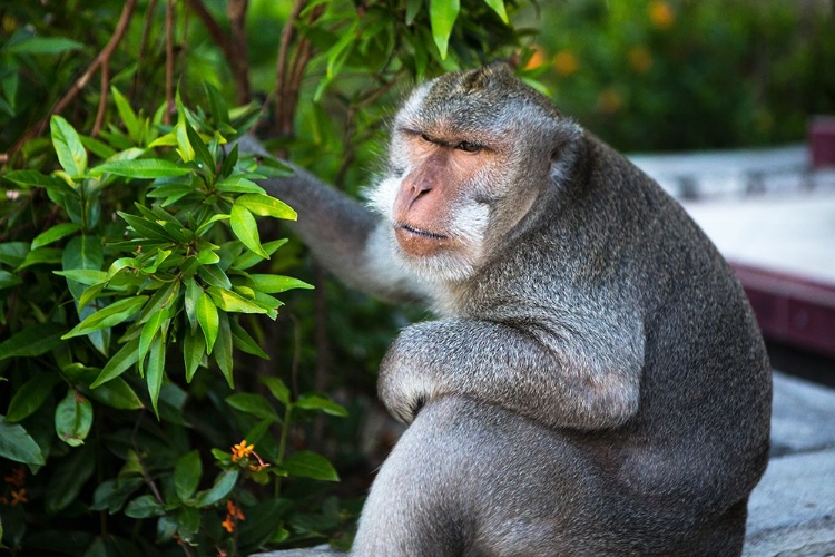 Picture of KUTA SELATAN-BALI-INDONESIA. A MONKEY SITS WATCHING IN ULUWATU.