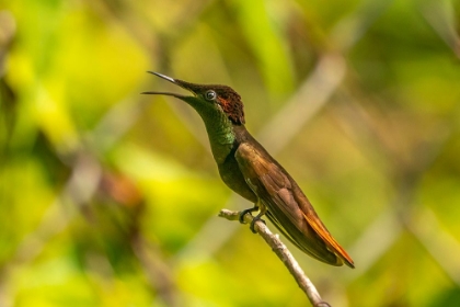 Picture of TOBAGO. RUBY TOPAZ HUMMINGBIRD ON LIMB.