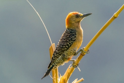 Picture of TOBAGO. RED-CROWNED WOODPECKER ON LIMB.