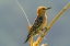 Picture of TOBAGO. RED-CROWNED WOODPECKER ON LIMB.