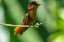 Picture of TOBAGO. RUBY TOPAZ HUMMINGBIRD ON LIMB.