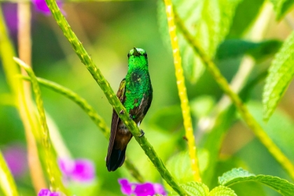 Picture of TOBAGO. COPPER-RUMPED HUMMINGBIRD ON LIMB.