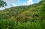 Picture of TOBAGO-MAIN RIDGE RESERVE. JUNGLE LANDSCAPE ON ISLAND.