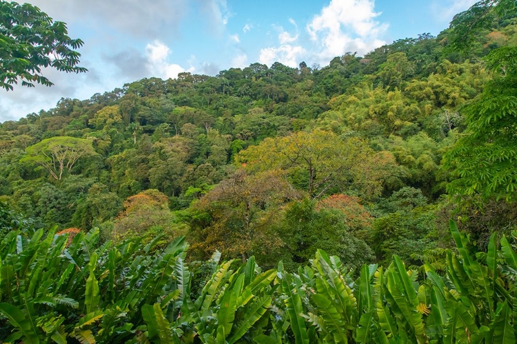 Picture of TOBAGO-MAIN RIDGE RESERVE. JUNGLE LANDSCAPE ON ISLAND.