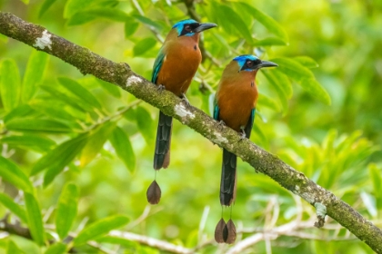 Picture of TOBAGO-MAIN RIDGE RESERVE. PAIR OF MOTMOT BIRDS ON LIMB.