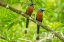 Picture of TOBAGO-MAIN RIDGE RESERVE. PAIR OF MOTMOT BIRDS ON LIMB.