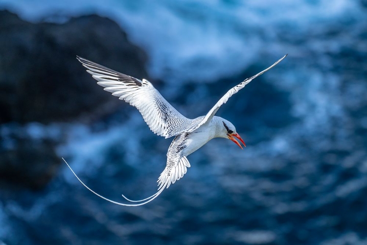 Picture of TOBAGO. RED-BILLED TROPICBIRD IN FLIGHT.