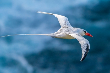 Picture of TOBAGO. RED-BILLED TROPICBIRD IN FLIGHT.