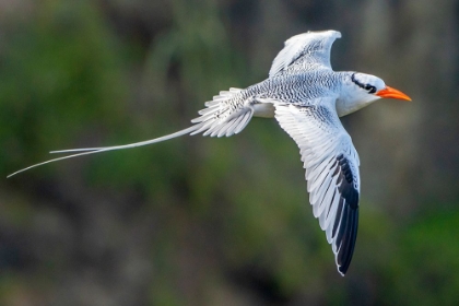 Picture of TOBAGO. RED-BILLED TROPICBIRD IN FLIGHT.