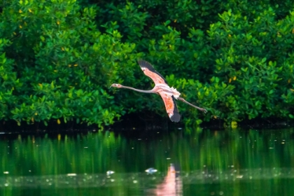 Picture of TRINIDAD-CARONI SWAMP. AMERICAN FLAMINGO IN FLIGHT.