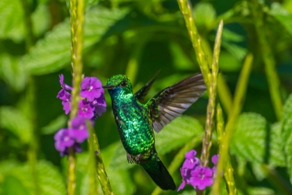 Picture of TRINIDAD. BLUE-CHINNED SAPPHIRE HUMMINGBIRD FEEDING ON VERVAIN FLOWER.