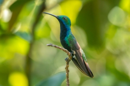 Picture of TRINIDAD. BLACK-THROATED MANGO HUMMINGBIRD CLOSE-UP.