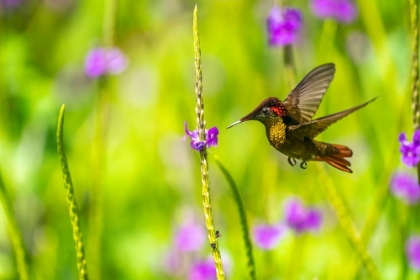 Picture of TRINIDAD. RUBY TOPAZ HUMMINGBIRD FEEDS ON VERVAIN FLOWER.