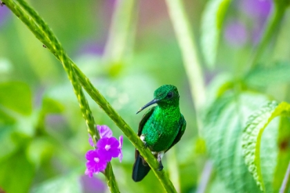 Picture of TRINIDAD. COPPER-RUMPED HUMMINGBIRD ON LIMB.