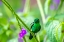 Picture of TRINIDAD. COPPER-RUMPED HUMMINGBIRD ON LIMB.