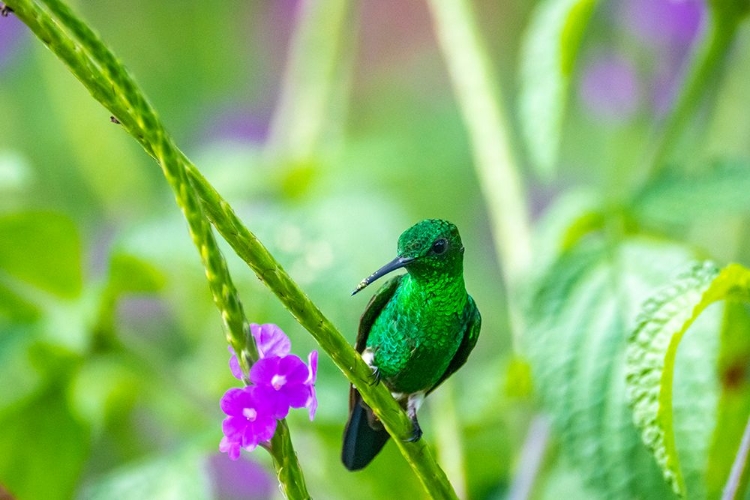 Picture of TRINIDAD. COPPER-RUMPED HUMMINGBIRD ON LIMB.