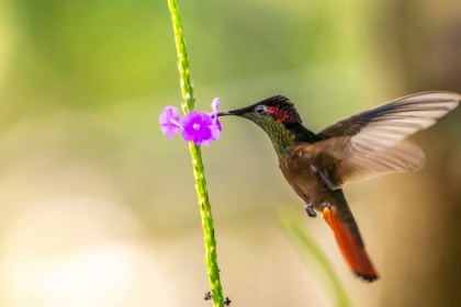 Picture of TRINIDAD. RUBY TOPAZ HUMMINGBIRD-FEEDING ON VERVAIN FLOWER.