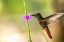 Picture of TRINIDAD. RUBY TOPAZ HUMMINGBIRD-FEEDING ON VERVAIN FLOWER.