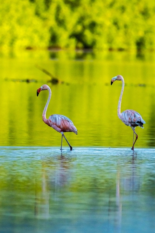 Picture of TRINIDAD-CARONI SWAMP. AMERICAN FLAMINGOS IN SWAMP.