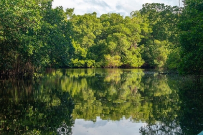 Picture of TRINIDAD-CARONI SWAMP. LANDSCAPE WITH SWAMP AND MANGROVE TREES.