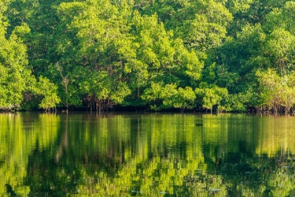 Picture of TRINIDAD-CARONI SWAMP. SUNRISE LANDSCAPE OF SWAMP AND MANGROVE TREES.