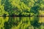 Picture of TRINIDAD-CARONI SWAMP. SUNRISE LANDSCAPE OF SWAMP AND MANGROVE TREES.