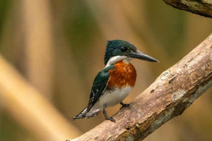 Picture of TRINIDAD-CARONI SWAMP. GREEN KINGFISHER BIRD CLOSE-UP.